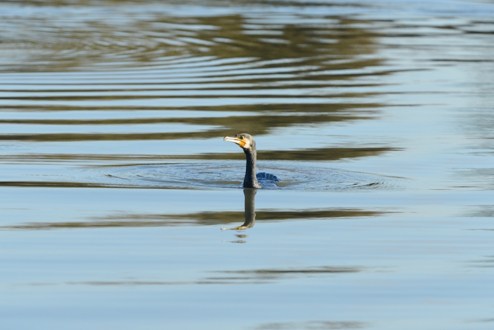 Latest Sightings